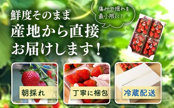 【先行予約】出会いの森いちご園 スカイベリー （290g×4パック） | いちご イチゴ 苺 栃木県 果物 くだもの フルーツ スカイベリー 新鮮 贈答 ギフト デザート スイーツ ※離島への配送不可 ※2026年12月上旬頃から2027年3月下旬頃に順次発送予定