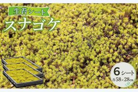 スナゴケ生苔6シート1セット【北海道・沖縄・離島　配送不可】