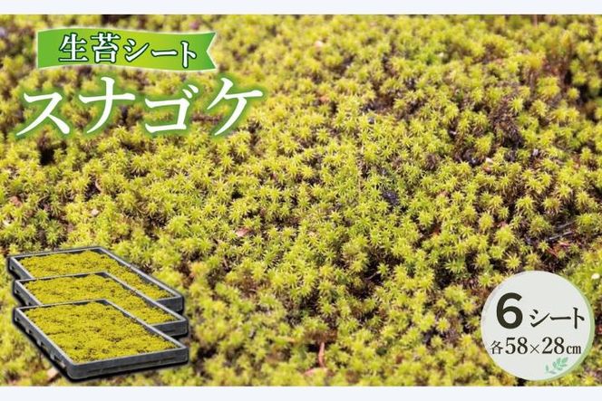 スナゴケ生苔6シート1セット【北海道・沖縄・離島　配送不可】