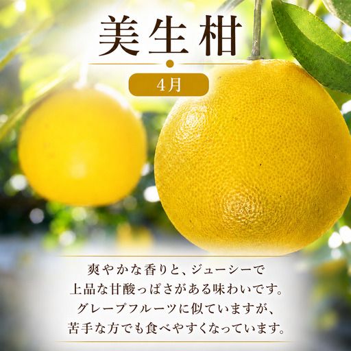 定期便 4回 4ヶ月 レモン ポンカン 美生柑 河内晩柑  柑橘 みかん 蜜柑 みしょうかん フルーツ 果物 くだもの ばんかん かんきつ ゼリー ジュース アイス マーマレード 旬 季節 限定 贈答 ギフト mikan ジューシー サラダ ピール 厳選 国産 愛媛 ご当地ブランド 愛媛県 愛南町 フルーツアイランド・マルエム直販