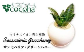 マイナスイオン発生植物『 サンセベリア ・ グリーンハニー 』 糸島市 / cocoha [AWB033] サンスベリア 観葉植物 おしゃれ 小型 鉢 マイナスイオン サンセベリア ギフト