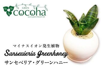 マイナスイオン発生植物『 サンセベリア ・ グリーンハニー 』 糸島市 / cocoha [AWB033] 観葉植物 インテリア グリーン 室内