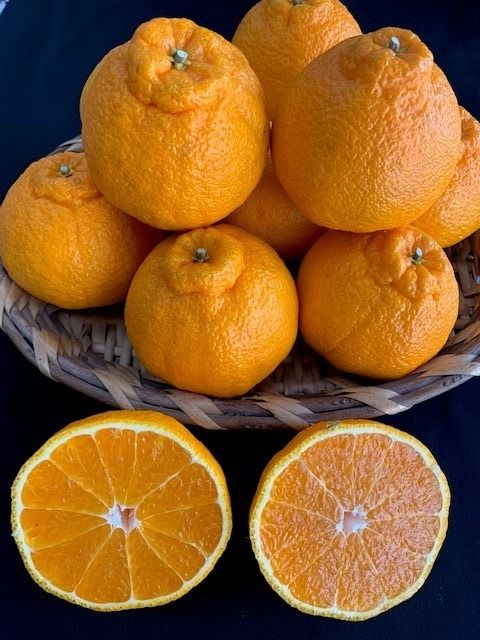 有田の不知火（しらぬい）12玉入り CC33