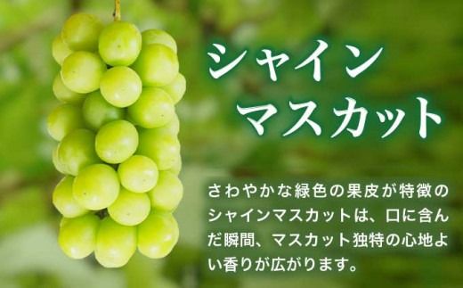 シャインマスカット1房とりんご2玉 詰め合わせ ［小布施屋］果物 詰合せ セット フルーツ ぶどう 林檎 シャインマスカット 数量限定 期間限定 先行予約 冷蔵便 クール便 長野県産 信州産 送料無料 令和7年産 【2025年9月下旬頃～11月上旬頃まで順次発送】 ［A-307］