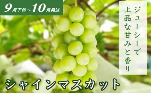 ［3回定期便］ 小布施のフルーツ3回コース 小箱 ［小布施屋］ 定期便 先行予約 フルーツ 数量限定 白桃 シャインマスカット ぶどう りんご お楽しみ 3回お届け 長野県産 信州産 令和7年産 【2025年7月～12月発送】 ［A-309］