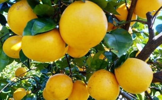 訳あり 愛南ゴールド ( 河内晩柑 ) 2kg みかん 蜜柑 河内晩柑 和製 グレープフルーツ お試し量 傷 不揃い 規格外 常温 愛媛県 愛南町青果市場 発送: 4月上旬～なくなり次第終了