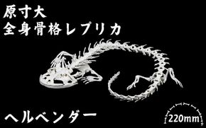 全身 骨格 レプリカ ヘルベンダー 原寸大 / 標本 コレクション プラモデル 実物大 動物標本 骨格 オオサンショウウオ フィギュア インテリア 模型 動物 両生類 爬虫類 博物館 頭蓋骨 ミニチュア オブジェ 3D プリント【anf949-gns-hel】