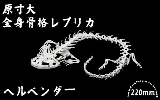 全身 骨格 レプリカ ヘルベンダー 原寸大 / 標本 コレクション プラモデル 実物大 動物標本 骨格 オオサンショウウオ フィギュア インテリア 模型 動物 両生類 爬虫類 博物館 頭蓋骨 ミニチュア オブジェ 3D プリント【anf949-gns-hel】