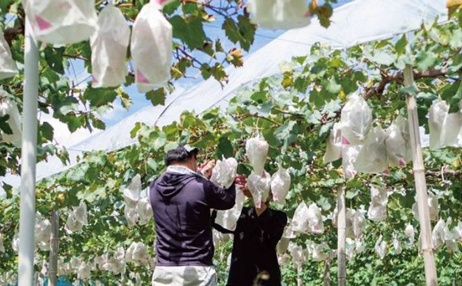 訳あり ニューピオーネ 2房 合計1.0kg以上 産地直送 朝採れ ぶどう 葡萄 岡山 Kawahara Green Farm 岡山県産 2026年 先行予約