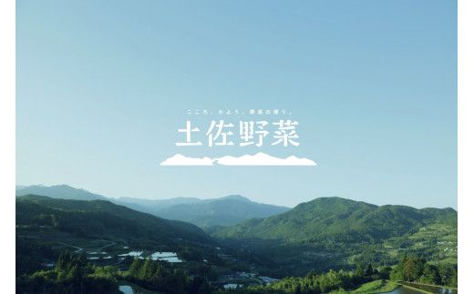 【6回定期便】【土佐野菜】旬の野菜詰め合わせ10～13品目【株式会社SIMA】 [BQAZ004]