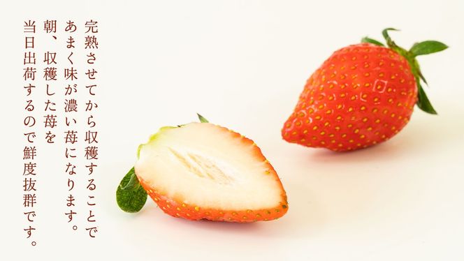 完熟 かおり野 4パック 先行予約 大粒 イチゴ 苺 いちご フルーツ 果物 [AF062ci]