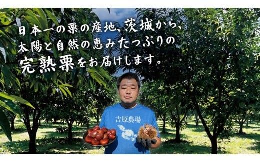 【 吉原農場 の 完熟栗 】 熟成 生むき栗 10袋 ( 120g × 10袋 ) 令和7年産 完熟 栗 くり クリ 栗ごはん 贈答 ギフト 果物 フルーツ 数量限定 旬 秋 冬 正月 おせち [CX018ci]