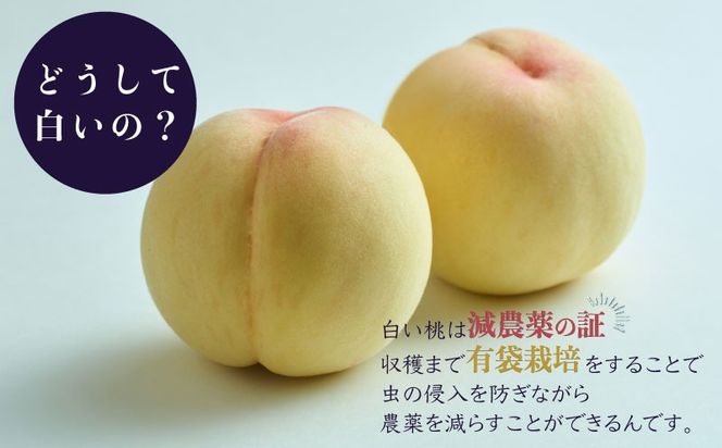 【2026年先行予約】山梨県都留市産　朝採れ「白い桃」 1.5kg以上 (５～７玉）