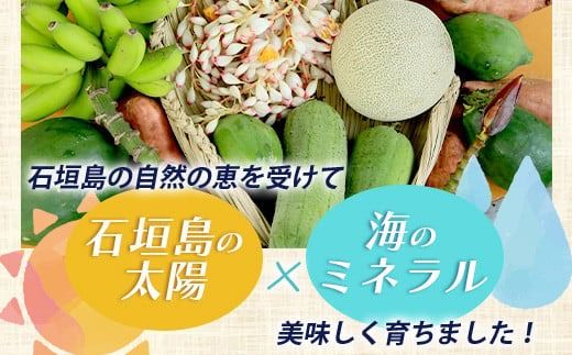 旬の南国フルーツ詰め合わせ！農薬を使わず、森のような畑で栽培する特別な果物 10月から3月は一番人気の文旦が主役！【 沖縄 石垣島 石垣島産 フルーツ 果物 セット 詰合せ 農薬不使用 】OI-19-1