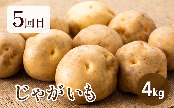 【2026年春～秋発送】北海道 定期便 6ヵ月 連続 全6回 ふらの産野菜セット富良野市 野菜 新鮮 直送 アスパラ スナップえんどう とうもろこし ミニトマト ほれまる さくら じゃがいも 男爵 たまねぎ 道産 ふらの 送料無料 数量限定 先着順