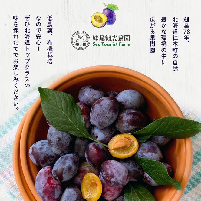 [先行受付/2026年] 仁木町の採れたて「サンプルーン」1kg（500g×2）サイズ混載 北海道 仁木 果物 くだもの フルーツ プルーン 果物詰合せ セット 高糖度 [フルーツショップ妹尾観光農園]