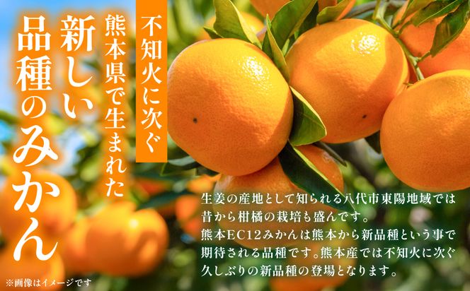 八代市 東陽産 EC12みかん 2kg以上入り(8玉～20玉)  柑橘 ミカン くだもの 果物 フルーツ デザート