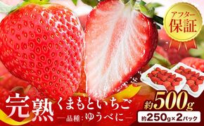 先行予約 熊本県産 いちご ゆうべに 約500g（約250g×2パック）《2月上旬-3月末頃出荷》熊本県 氷川町 果物 フルーツ 苺 イチゴ 先行 予約 アフター保証---hkw_26_lcl_239_500g---