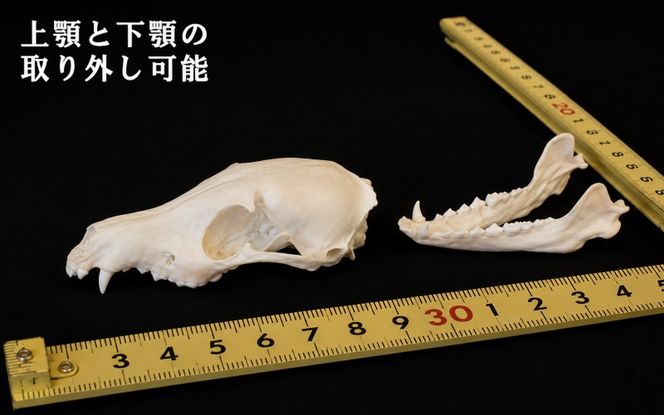   縮小 頭骨 レプリカ タヌキ 8cn / 標本 コレクション プラモデル 動物 たぬき フィギュア インテリア 模型 動物 博物館 頭蓋骨 ミニチュア 3D プリント【anf949-8c-tnk】