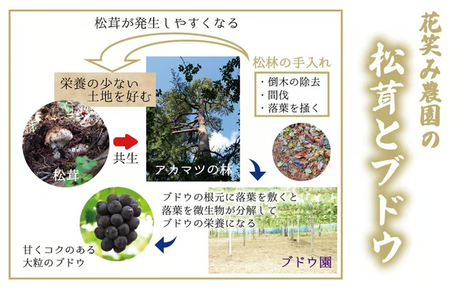 【2027年先行予約】花笑み農園　岡山の訳あり『松茸』200g 【hana023-03】