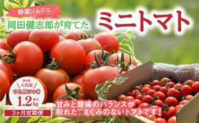 【先行予約】 【定期便3回】 野菜ソムリエ 岡田健志郎が育てた ミニトマト 1.2kg以上 トマト とまと 新鮮 サラダ 野菜 やさい 特産品 熊本県 八代市 【2026年12月上旬より順次発送】