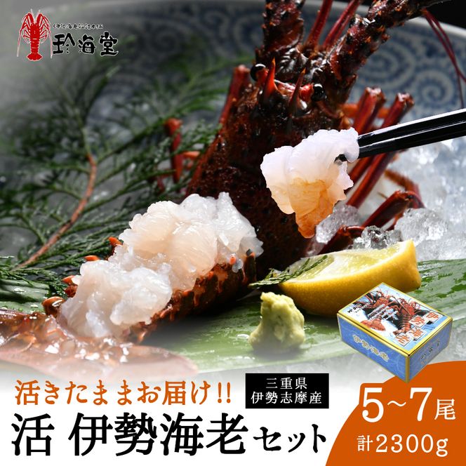 P-14活伊勢海老セット