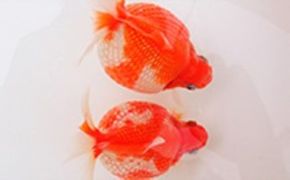 大人気！国産ピンポンパール 生き物 