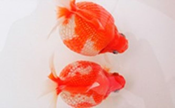 大人気！国産ピンポンパール 生き物 
