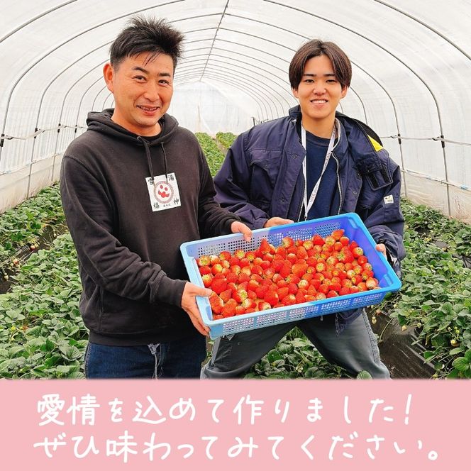 【順次発送】栃木県産 とちあいか 合計1,000g (250g以上×4パック) 農家直送 家庭用 和饗エコファーム【栃木県共通返礼品/高根沢町産】｜栃木県 ふるさと納税 いちご イチゴ 苺 果物 フルーツ とちあいか 熟成 (DW001)