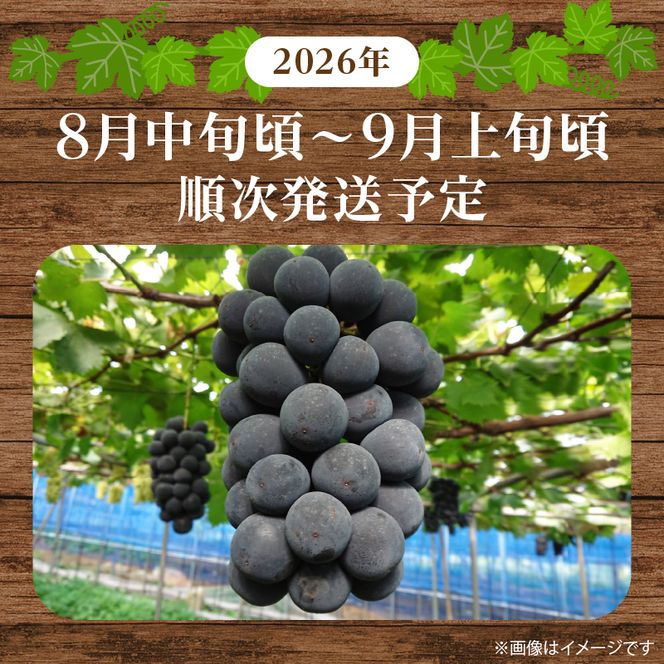 G7088_ 紀州有田産 ブラックオリンピア (ハチミツぶどう) 2kg 【ぶどう ブドウ 葡萄 グレープ フルーツ 国産】