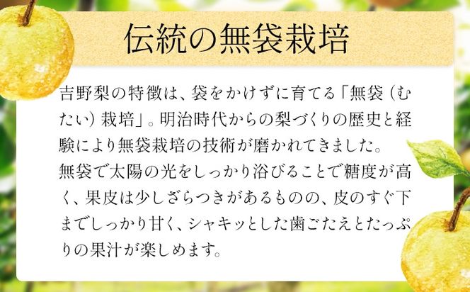 【2026年先行予約】熊本県氷川町産 吉野梨 品種おまかせ 約2kg 約3kg 約4kg(2～16玉前後) 《8月上旬-9月末頃出荷》---hkw_lcl_251_2kg---