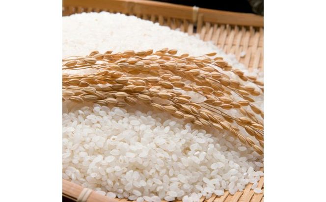 無洗米魚沼十日町コシヒカリ10kg お米 おこめ こめ 白米 こしひかり 新潟 