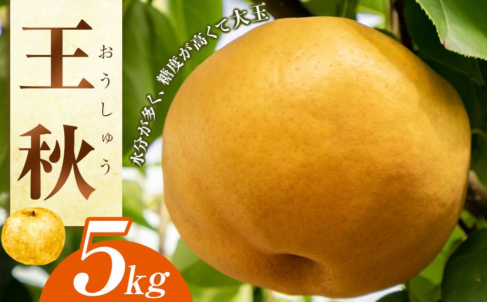 296.王秋 5kg(JA) ※2025年10月下旬〜11月下旬頃に順次発送予定 313726