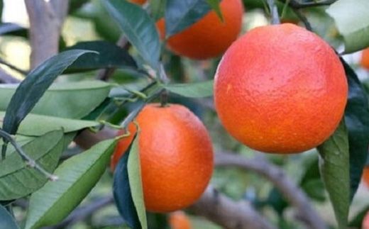 【希少・高級柑橘】国産濃厚ブラッドオレンジ「タロッコ種」約5kg