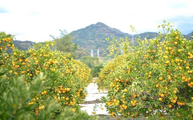 年内発送 完熟早生 有田みかん 小玉ちゃん 等級混合 2.2 kg 和歌山 南泰園 みかん BS654