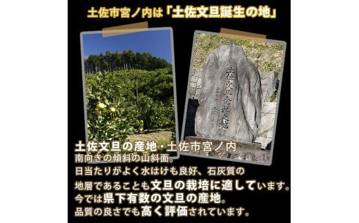 【先行予約】【果樹園直送】土佐文旦 4L 2個入り 1.5kg 大玉〈2027年2月中旬～3月中旬頃発送〉 特選品贈答用 果物 柑橘 フルーツ ぶんたん ブンタン 文旦 お取り寄せ 産地直送 おいしい 高知県 土佐市 【白木果樹園】 [BQAI003]