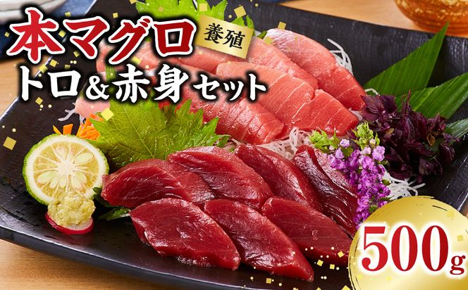 本マグロ（養殖）トロ＆赤身セット 500g［KS12］ 303446_BA1002