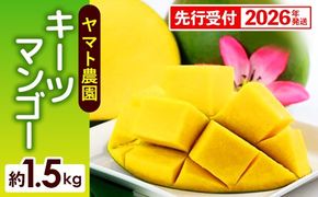 【先行受付】【2026年発送】ヤマト農園 キーツマンゴー約1.5kg - 産地直送 沖縄産 国産 果物 フルーツ 南国フルーツ 旬の味覚 追熟 先行予約 希少種 人気 おすすめ 送料無料 沖縄県 八重瀬町