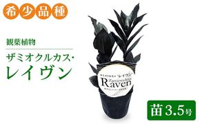 観葉植物 ザミオクルカス・レイヴン　苗3.5号【希少品種！】| 観葉植物 ザミオ インテリア おしゃれ インテリアグリーン 癒し リラックス プレゼント ギフト 誕生日 お祝い 希少 岐阜 瑞穂市 はなのかファーム