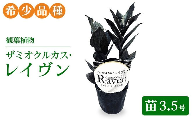 観葉植物 ザミオクルカス・レイヴン　苗3.5号【希少品種！】| 観葉植物 ザミオ インテリア おしゃれ インテリアグリーン 癒し リラックス プレゼント ギフト 誕生日 お祝い 希少 岐阜 瑞穂市 はなのかファーム