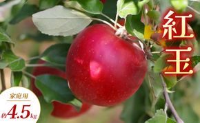 【2026年9月～発送】紅玉 家庭用 約4.5kg りんご リンゴ 林檎 果物 フルーツ 長野県 長野 山ノ内町