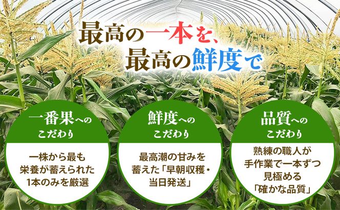 富良野の旬 まるごと贅沢セット DELUXE 富良野メロン2玉/ホワイトコーン8本 [ メロン フルーツ 果物 とうもろこし とうきび コーン ホワイトコーン 野菜 北海道 富良野 ]