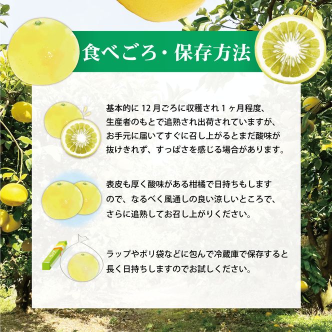 【訳あり】土佐文旦（ぶんたん）家庭用（M～５Ｌ）約１０ｋｇ  約10～30玉