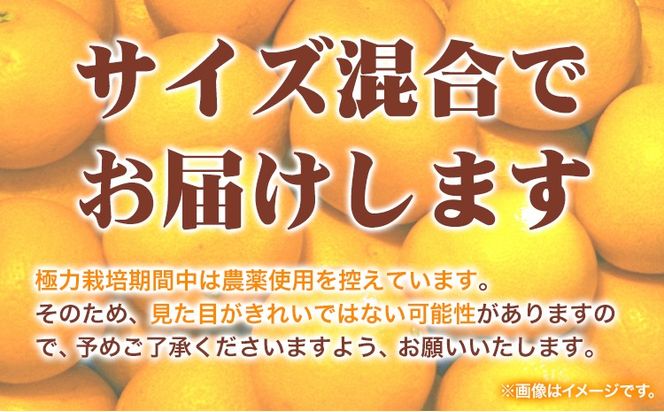  ＜1月より発送＞ 厳選 はっさく 10kg +250g 池田鹿蔵農園 日高町 《1月上旬-3月末頃出荷》和歌山県 日高町 送料無料 はっさくみかん 八朔 はっさく ギフト【配送不可地域あり】---wsh_idn344_1j3m_25_14000_10kg---