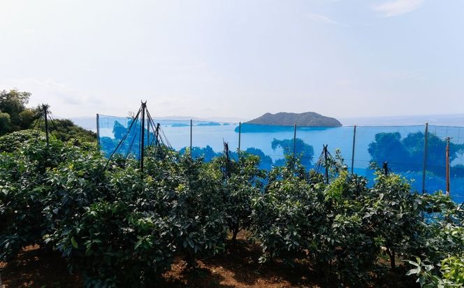 【先行予約】【数量限定】＼農園直送／愛媛県産 愛果28号 3kg×2箱（2025年12月中旬より順次発送） IKTV006