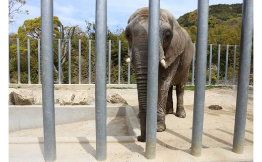 白鳥動物園（ペア）チケット 入場券 優待券 