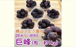 【早期予約】【訳あり】樹熟の巨峰 約1kg（粒・パック入り）｜フルーツ 果物 ブドウ　※北海道・沖縄・離島への配送不可　※2024年9月中旬頃より順次発送予定