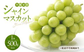 ぶどう 早期受付 シャイン マスカット 1房（500g以上） ブドウ 葡萄 岡山県産 国産 フルーツ 果物 ギフト 桃茂実苑