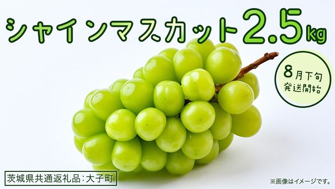 シャインマスカット 2.5kg 【2026年8月下旬発送開始】(茨城県共通返礼品：大子町) ぶどう 葡萄 ブドウ マスカット フルーツ 果物 贈答用 ギフト 贈り物
