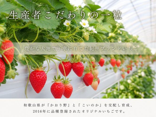 【先行予約】 紀州和歌山産 ブランド いちご 「紀の香」約250g×4パック（計約1kg）